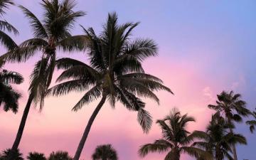 The Pink Palm Miami