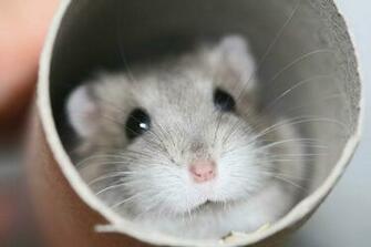 Wallpaper Archive Hamster