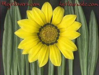Megflowers Wallpaper Small Jpg