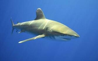 Shark Windows Theme Themepack Me