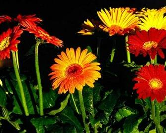 Flowers Plants Gerbera Flower Wallpaper