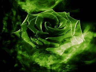 Green Rose Wallpaper HD For Walls Mobile Phone Widescreen