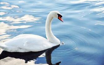 Mute Swan Computer Wallpaper Desktop Background Id