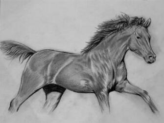 Animals Wallpaper Black And White Horse Drawings
