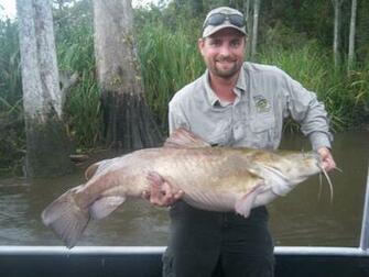 Flathead Catfish For