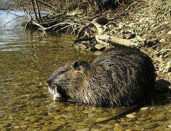 Coypu Wikipedia