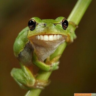 Funny Frog New Photos And Cute Animals