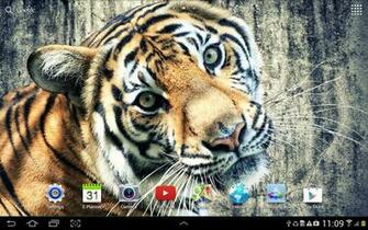 Live Tiger Wallpaper HD Wide