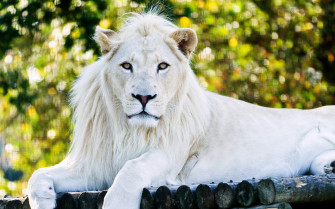 White Lion Wallpaper HD Animals 4k Image