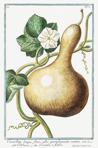 Bottle Gourd Plant Illustration Giorgio Bonelli Wall Mural