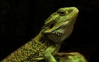 Reptile Wallpaper