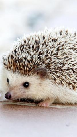 Adorable Hedgehog Wallpaper iPhone Android Desktop