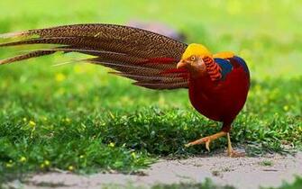 Golden Pheasant Computer Wallpaper Desktop Background