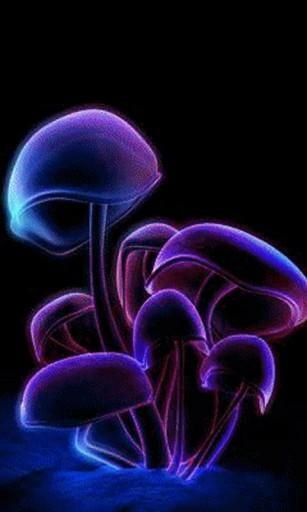 Magic Mushroom Wallpaper Mushrooms