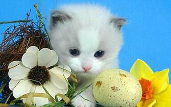 Easter Wallpaper For Widescreen Desktop Pc Full HD