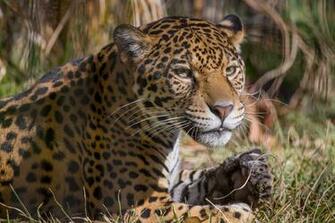 In Animal Kingdom HD iPad Wallpaper Widescreen Background