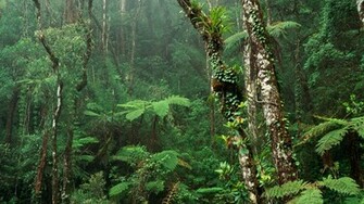 Tropical Forest Wallpaper And Image Pictures Photos