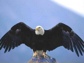 Exotic Birds Wallpaper Jpg