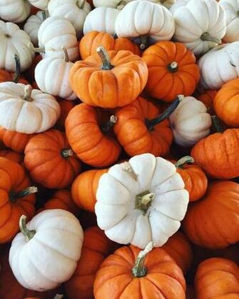Autumn Pumpkin iPhone Wallpaper Top