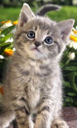 Kitten Live Wallpaper Screenshot