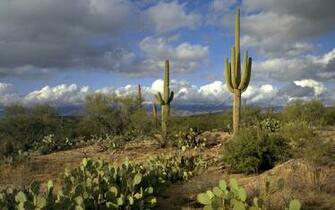 Saguaro Park Wallpaper Stock Photos