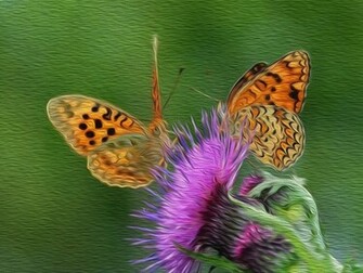 Papillon Wallpaper