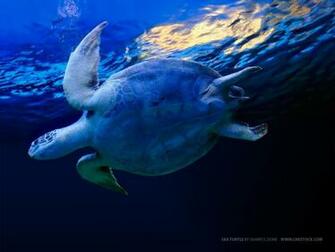 Sea Life Wallpaper