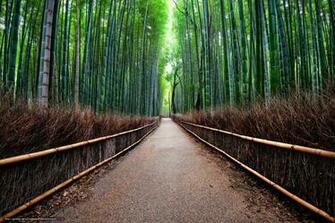 Wallpaper Sagano Bamboo Forest Kyoto Japan Desktop