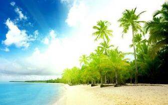 Palm Beach HD Wallpaper Background Image