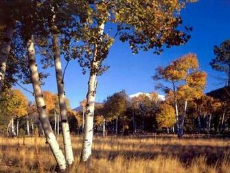 Birch Tree Wallpaper Irch Trees Pictures