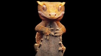Gecko HD Wallpaper