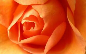 Awesome Orange Roses Wallpaper