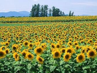 Sunflower Fields Screensaver Screensavers