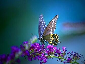 Butterfly Wallpaper Yorkshire