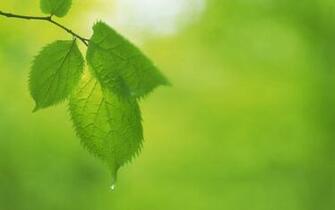 Green Leaves And Background