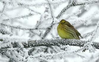 Winter Bird Wallpaper