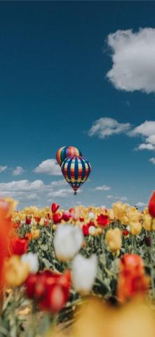 Best Wooden Shoe Tulip Farm iPhone X HD Wallpaper