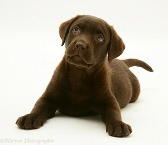 Chocolate Labrador Retriever Pup White Background Jpg