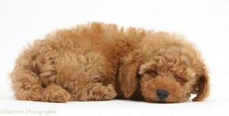 Wp39635 Two Cute Red Toy Poodle Puppy Weeks Old Sleeping