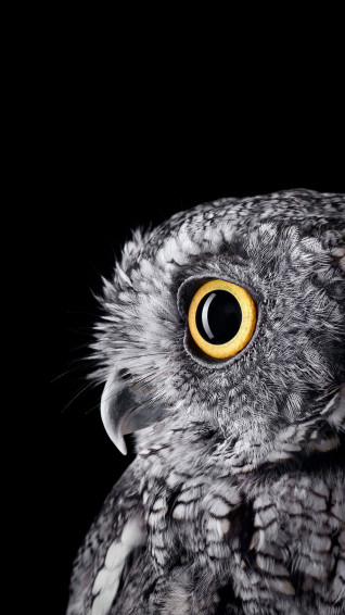 Owl Background Wallpaper iPhone Phone 4k 1550e