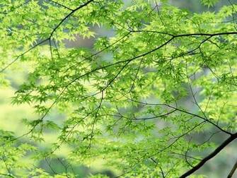 Spring Nature Photography Wallpaper Scene