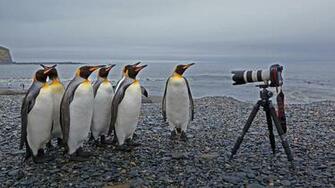King Penguins St Andrews Bay South Georgia And Sandwich