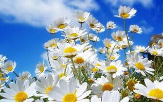 Spring Flowers Wallpaper Desktop