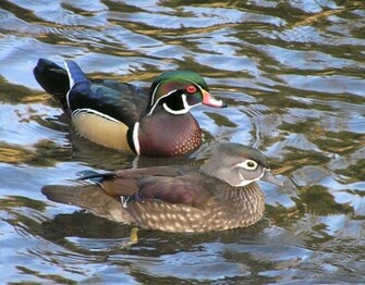 Wood Duck Bird Ducks Wallpaper