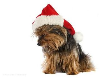 Christmas Dogs Wallpaper