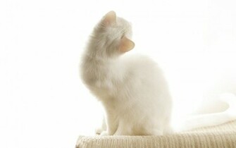 White Cat On A Background Wallpaper And Image