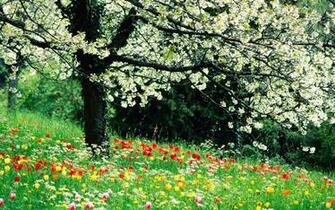 May Wind And Happy Flowers HD Wallpaper Widescreen