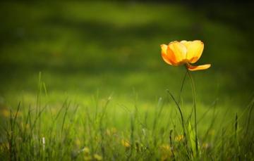 Wallpaper Greens Grass Flowers Yellow Green Background