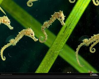 Seahorse Computer Wallpaper Desktop Background Id