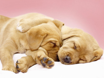 Cute Puppy Wallpaper Those Are Perfect To Make Your Mood Happy